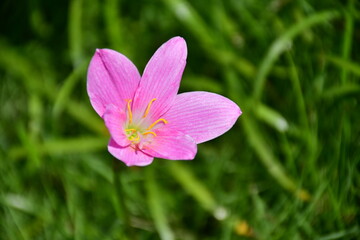 Fototapeta premium Closed-up pink lily on the green grass background