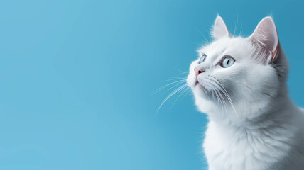 Cat blue background.ai.