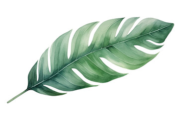 Watercolor illustration of a tropical leaf isolated on transparent background, Generative AI