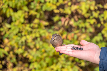The boy feeds the birds with seeds from his hand. Sparrow eats seeds from the boy's hand