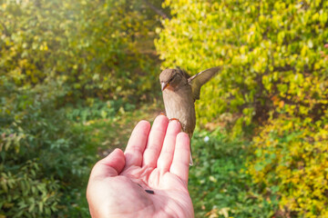 Sparrow eats seeds from a man's hand