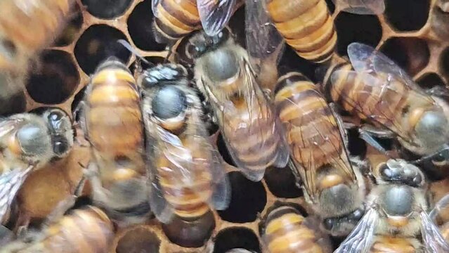Bees on hexagonal honey comb, Queen bee in the middle.