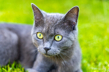 Die Graue Katze in der Wiese