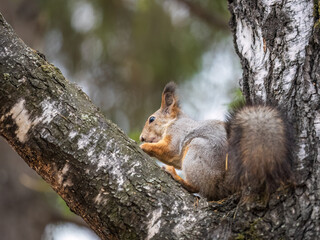 The squirrel with nut sits on tree in the autumn. Eurasian red squirrel, Sciurus vulgaris.