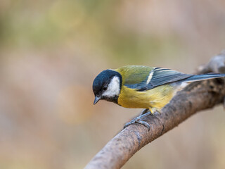 Cute bird Great tit, songbird sitting on the branch with blured background