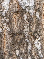 The texture of the birch bark. Birch bark background