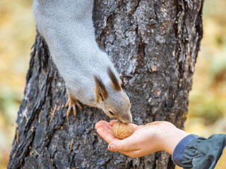 The boy feeds a squirrel with nuts from a hand in the wood