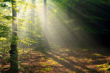 Misty morning in the forest