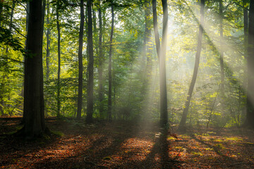 Fototapeta na wymiar Misty morning in the forest