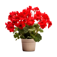 Foto op Aluminium red chrysanthemum in a pot isolated.geranium flower Potted Plant PNG.geranium flower PNG.Potted Plant PNG. minimalist plant potted. Generative AI. © QiuQiu.art
