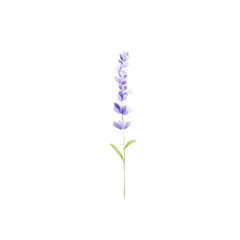 Lavender on white background