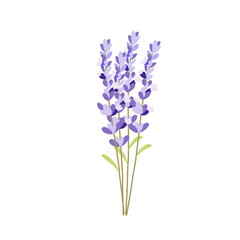 Lavender in white background