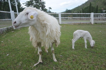Sheep in farm, The Sheep on a farm outdoor