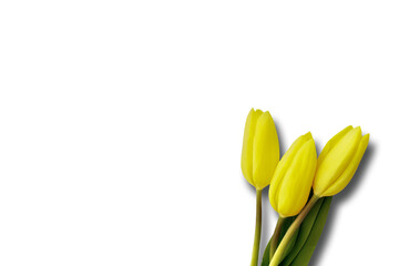 Digital png illustration of three yellow tulips on transparent background