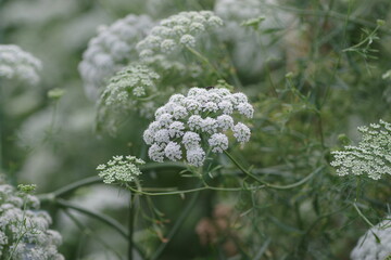 アンミ　マユス