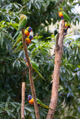 Australian Rainbow Lorikeets in native natural habitat  