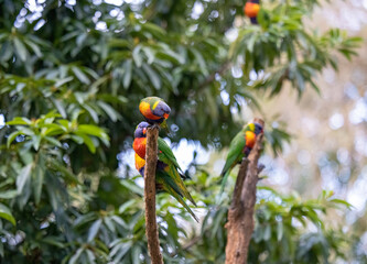 Australian Rainbow Lorikeets in native natural habitat  