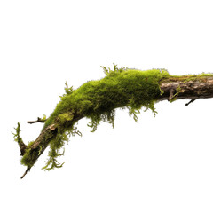 Green moss on rotten tree branch isolated on transparent background