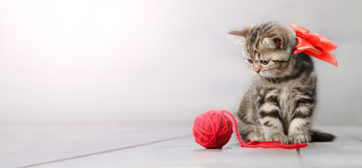 Cute striped kitten plays with a ball of yarn. Banner, blank for an advertising layout with a place...