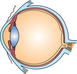 眼の構造断面図
