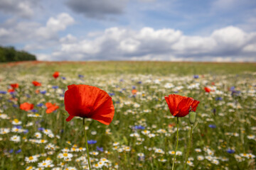 Obraz premium Feld mit Mohnblüte