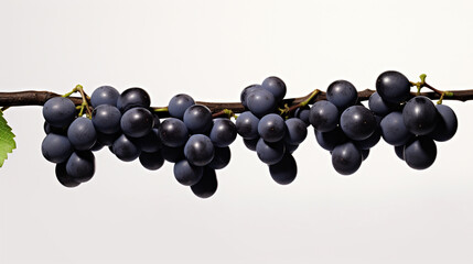 bunch of grapes HD 8K wallpaper Stock Photographic Image