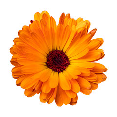 orange flower png isolated on white background  - obrazy, fototapety, plakaty