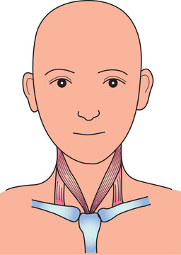 首の筋肉の構造
