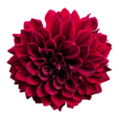 Fototapeten red dahlia png isolated on white background  © Prithu