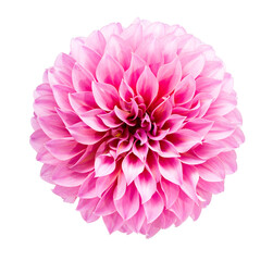 Pink Dahlia flower blooming branches  png on isolated white background.