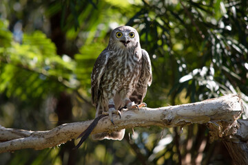 The barking owl has bright yellow eyes and no facial-disc. Upperparts are brown or greyish-brown, and the white breast is vertically streaked with brown.