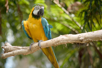 the Back and upper tail feathers of the blue and gold macaw are brilliant blue; the underside of the tail is olive yellow. Forehead feathers are green. 