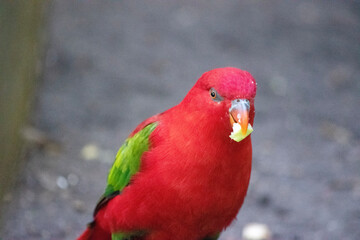 The chattering lory has a red body and a yellow patch on the mantle. The wings and thigh regions are green and the wing coverts are yellow.