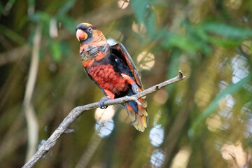 The dusky lory has an upper breast is black-barred. The ventral side their wings are orange and the tail is dark blue.