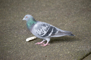 the feral pigeon is a pest in Australia
