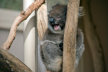 the koala has his mouth open showing its teeth