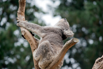 the koala is sitting in the fork of the tree