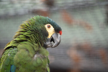 Illergerâ€™s macaws are typically large, brightly colored parrots with long tail feathers. T