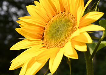 Obraz premium Bright yellow sunflower