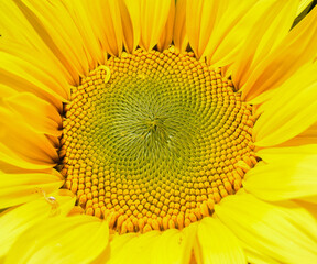 Bright yellow sunflower