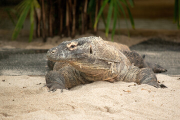 Komodo dragons are large lizards with long tails, strong and agile necks, and sturdy limbs.  Adults are an almost-uniform stone color with distinct, large scales.