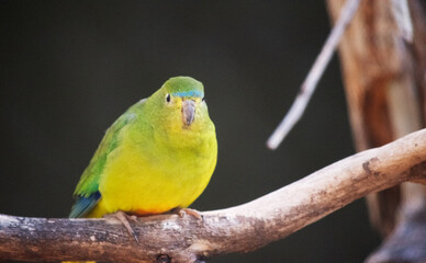Fototapeta na wymiar the orange bellied parrot has a blue forehead-band (that does not extend behind the eye), a green face, and blue wing-edges.