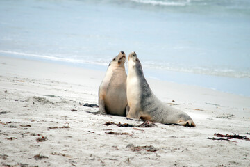 the two female sea lions greet each other on the beach