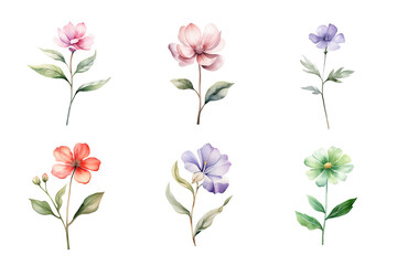 Beautiful watercolor floral hand-drawn collection, wild field flowers