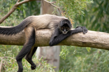 The spider monkey has thumbless hands, this lanky potbellied primate can move swiftly through the trees, using its long tail as a fifth limb.