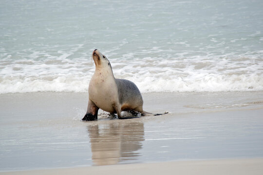 the sea lion is getting oout of the occean