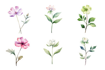 Beautiful watercolor floral hand-drawn collection, wild field flowers