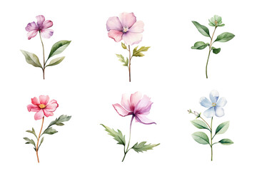 Fototapeta na wymiar Beautiful watercolor floral hand-drawn collection, wild field flowers