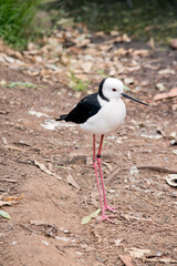 the black winged stilt is a tall sea bird