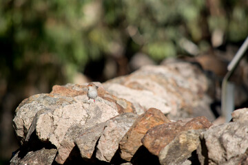 the female superb wren is resting on a rock